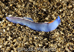 blue nudibranch,lembeh straith,nikon d2x 60 mm macro by Puddu Massimo 